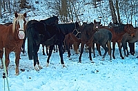 Hengstherde im Schnee