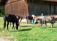 Weideglück3