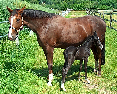 Hengstfohlen
