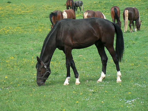 Solaro in Marbach