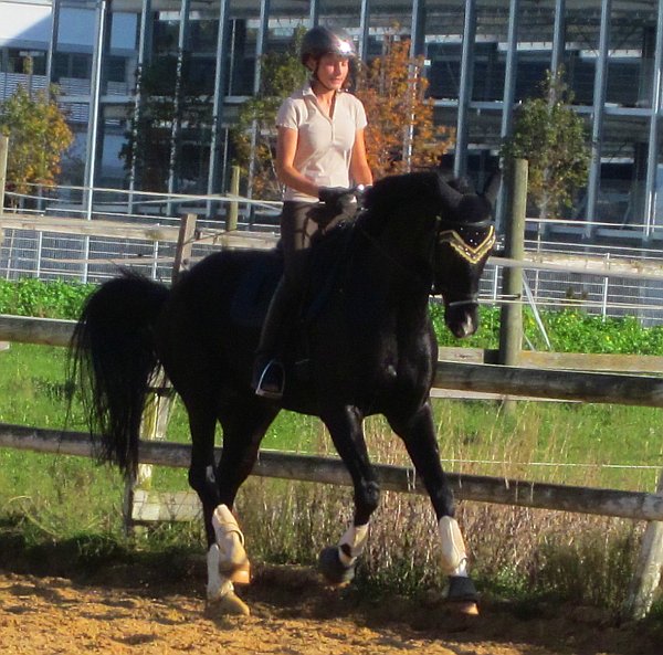 Galopp