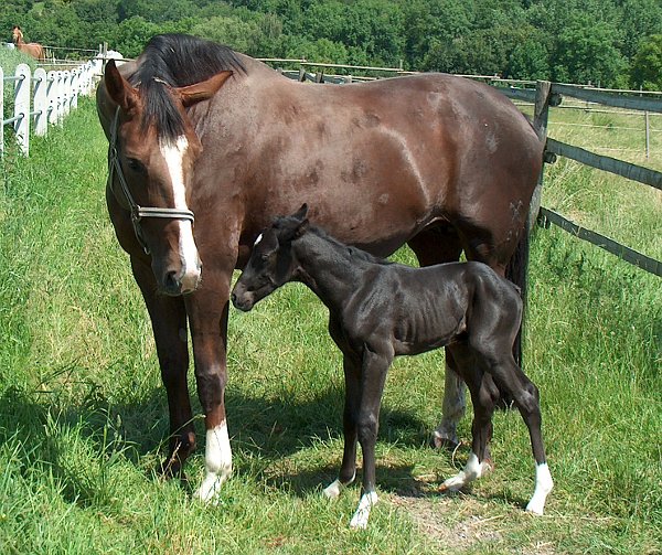 Fohlen und Stute