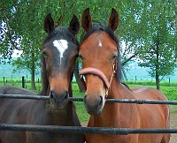 2 Fohlen